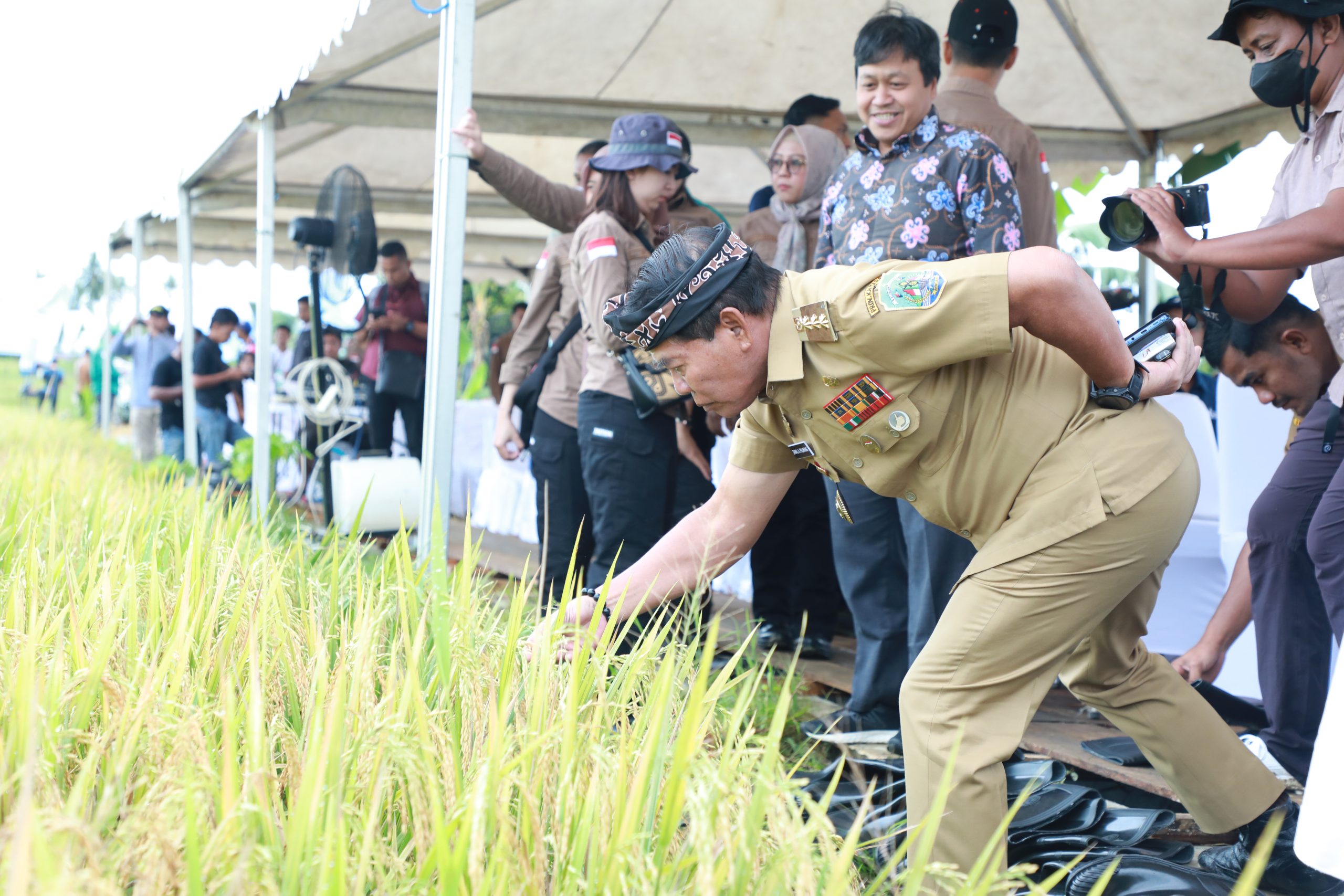 Panen Bersama Padi Organik Menggunakan Pupuk MA-11, sebagai bagian dari Gerakan Nasional Pengendalian Inflasi Pangan (GNPIP) 2025