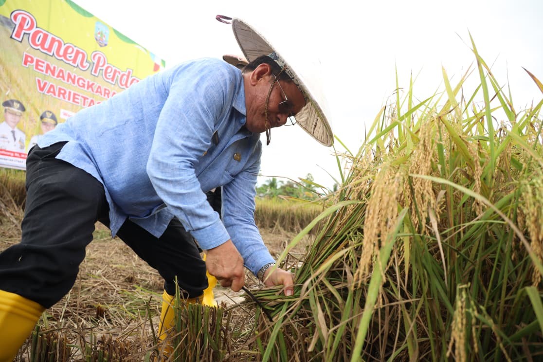 Wagub Ingkong panen perdana padi varietas lokal ZAP86, bisa produksi 8 ton/ha