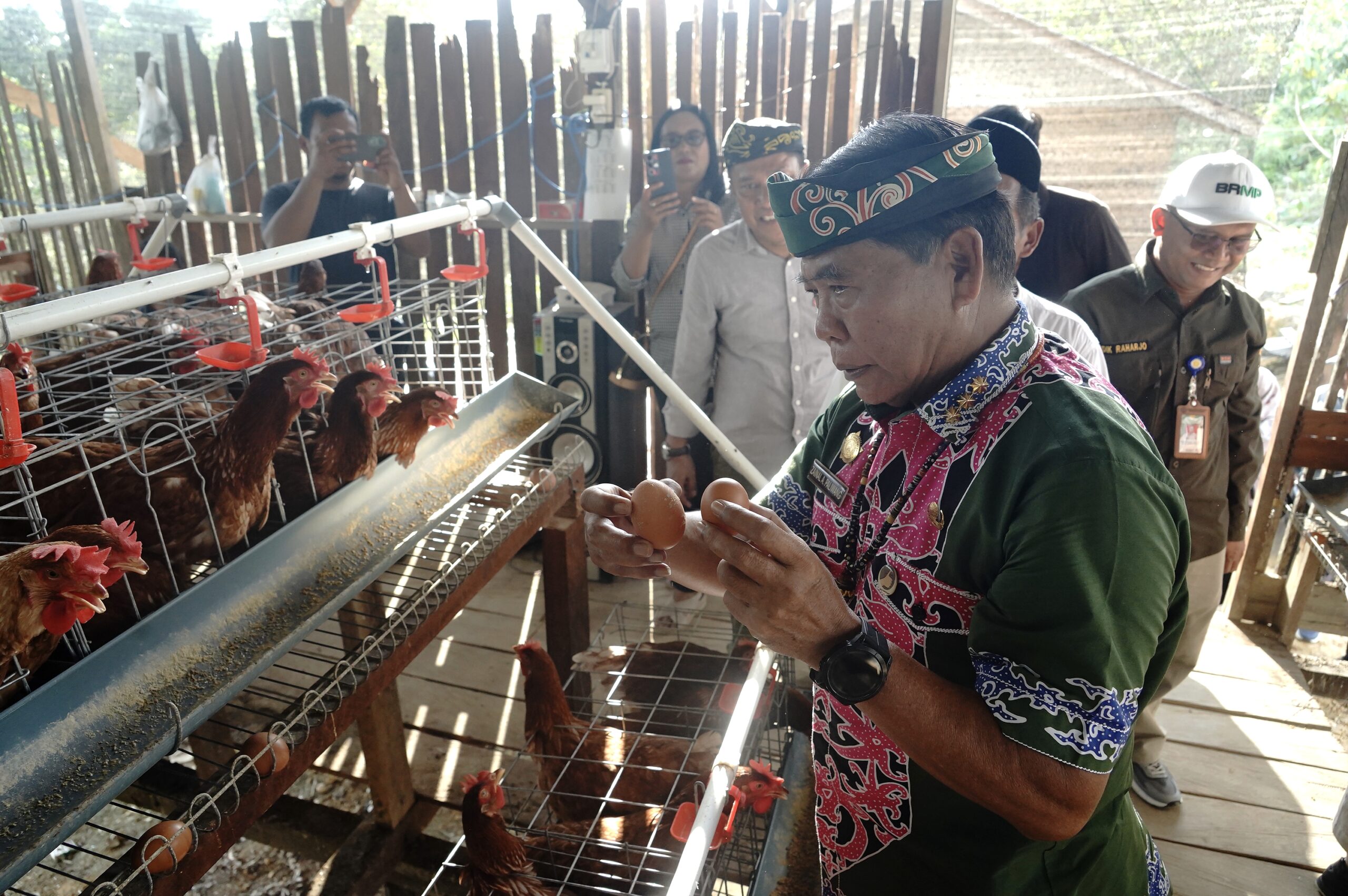 Gubernur Zainal panen perdana ayam petelur di Bulungan, perkuat pasokan protein lokal